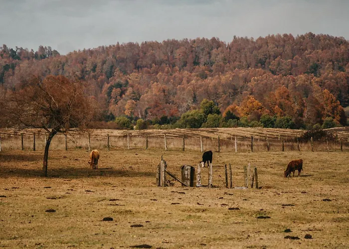 Cabana Los Carpinteros, Conguillio, Sector Los Paraguas