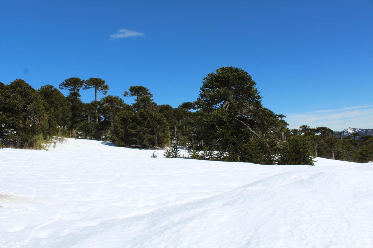 Carpinteros, Conguillio, Sector Paraguas