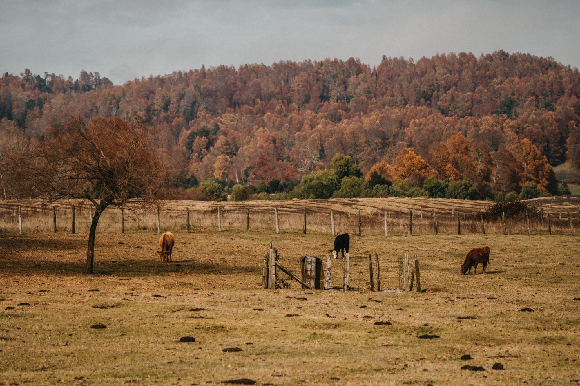 Carpinteros, Conguillio, Sector Paraguas Vilcun